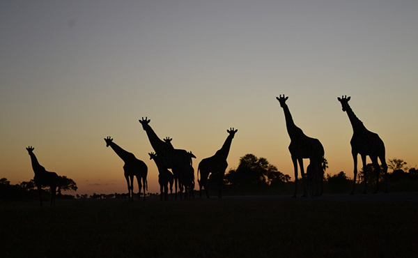 A Rare Wildlife Gathering in Botswana