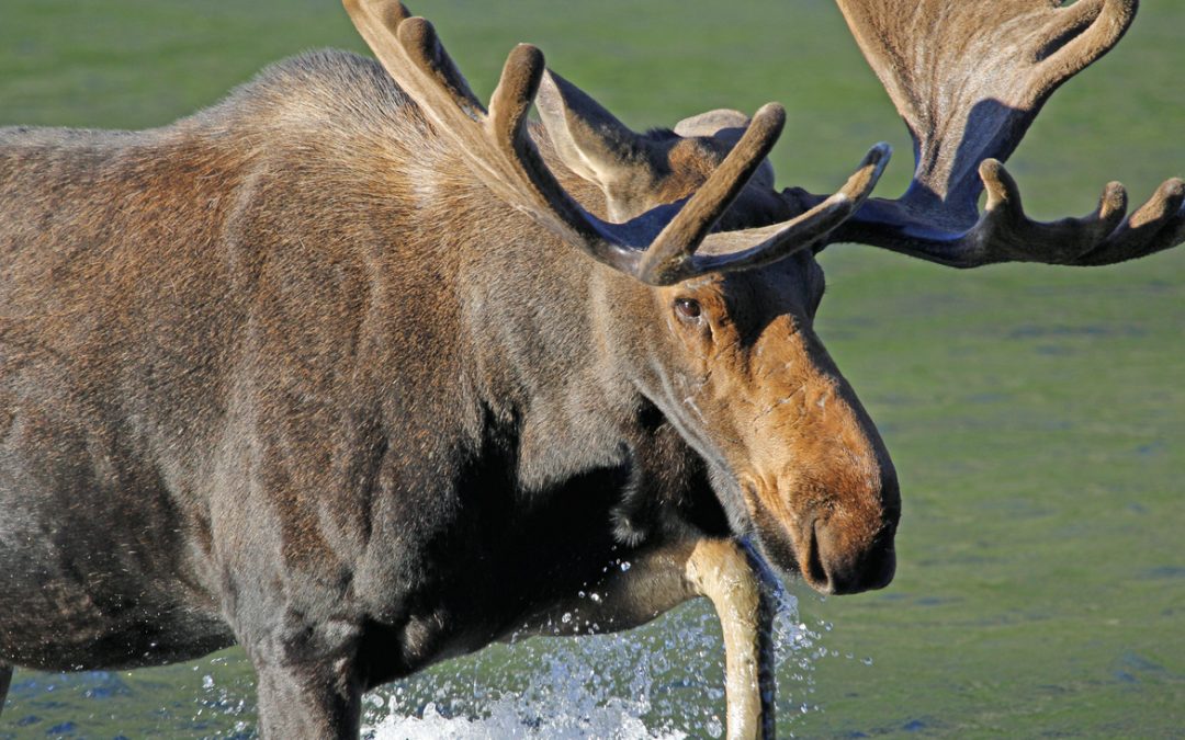 Wildlife Photo of the Week: Bull Moose at the Lake