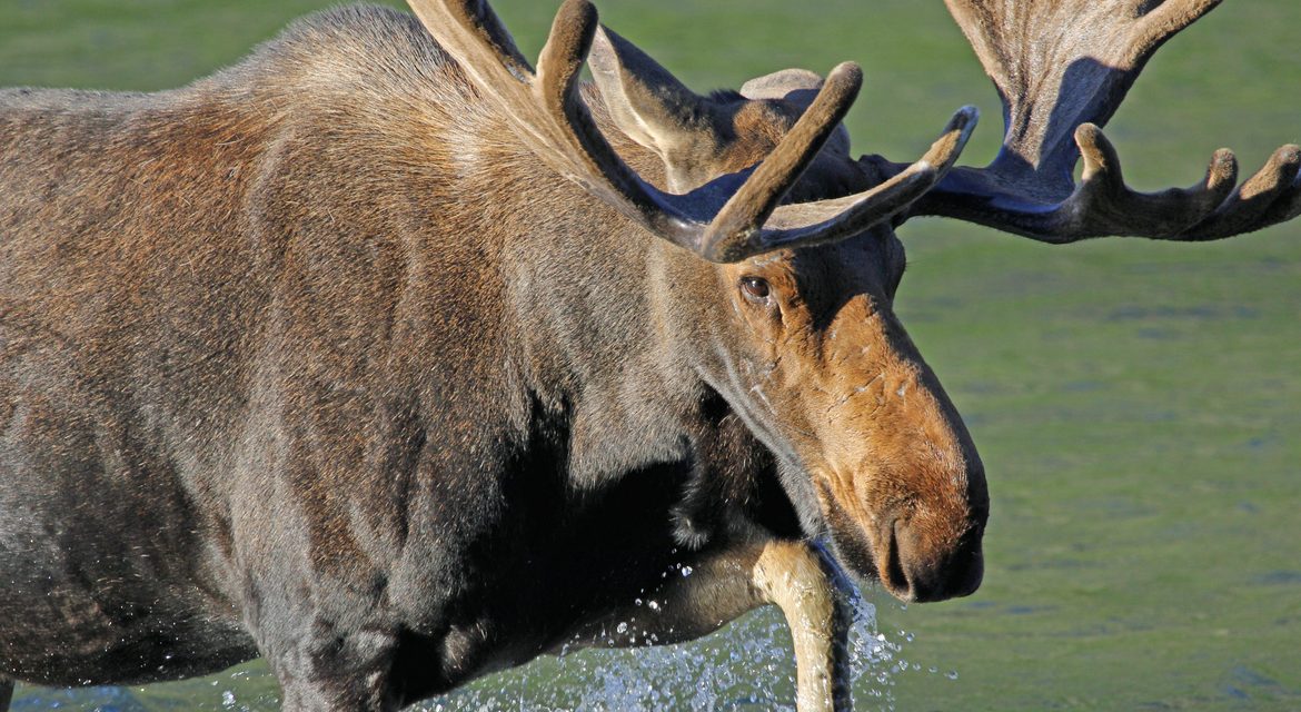 Wildlife Photo of the Week: Bull Moose at the Lake
