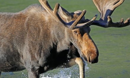 Wildlife Photo of the Week: Bull Moose at the Lake