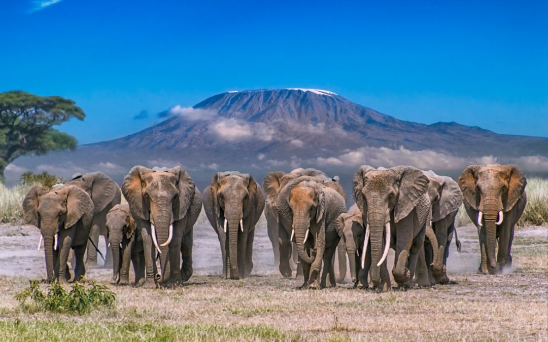 Wildlife Photo of the Week: Kilimanjaro Herd