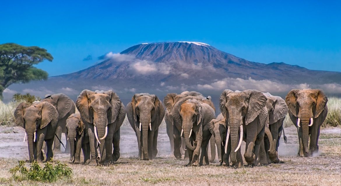 Wildlife Photo of the Week: Kilimanjaro Herd