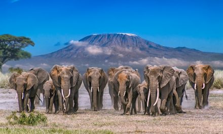Wildlife Photo of the Week: Kilimanjaro Herd