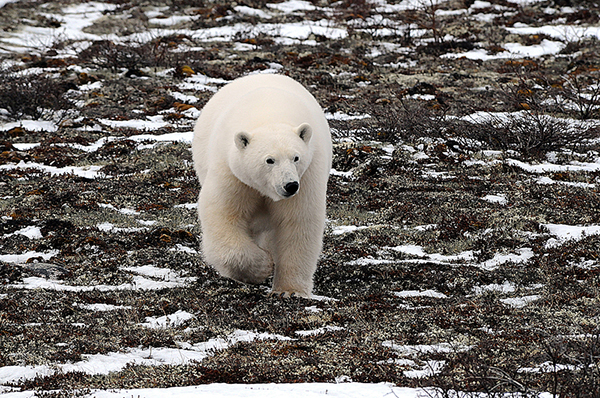 Polar Bear Alert in Greenland | Olaf’s Corner