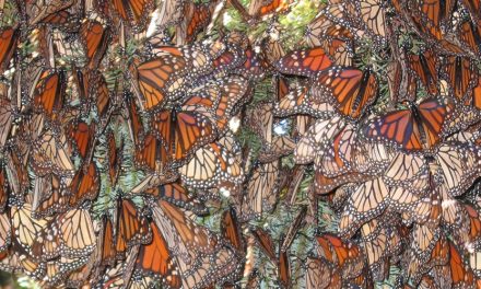 Last Monarch Butterfly Migration?