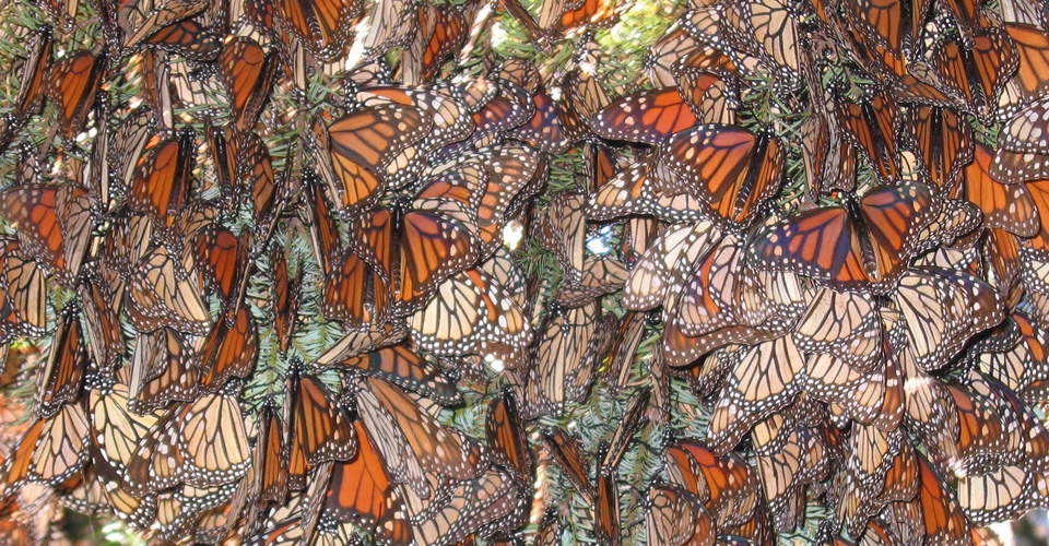 Last Monarch Butterfly Migration?