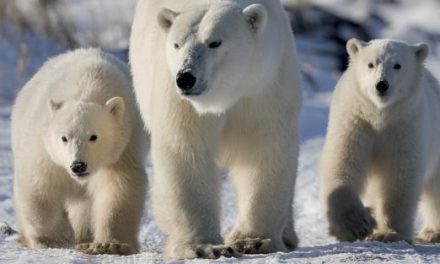 Polar Bear Photos – What’s Your Favorite?