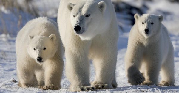 Polar Bear Family