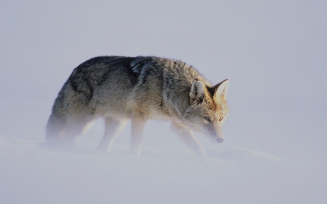 Video: Listen to the Howls of Coyotes, the “Song Dogs”