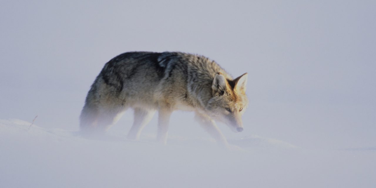 Video: Listen to the Howls of Coyotes, the “Song Dogs”