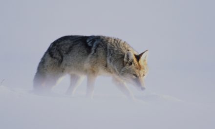 Video: Listen to the Howls of Coyotes, the “Song Dogs”