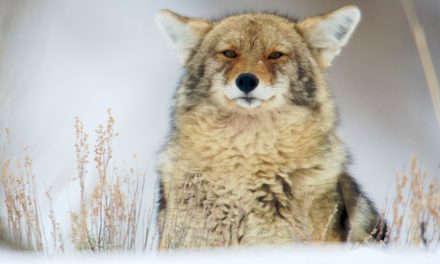 Attitudes Toward Wildlife: the Right Kind of Caring?