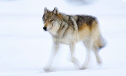 Forever Killing Wolves