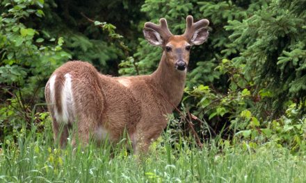 Privatizing Wildlife: Dangerous Trend or Economic Necessity?