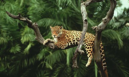 Exotic Wildlife of Belize