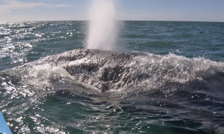 Gray Whale – Greatest Endurance Athlete in the World?