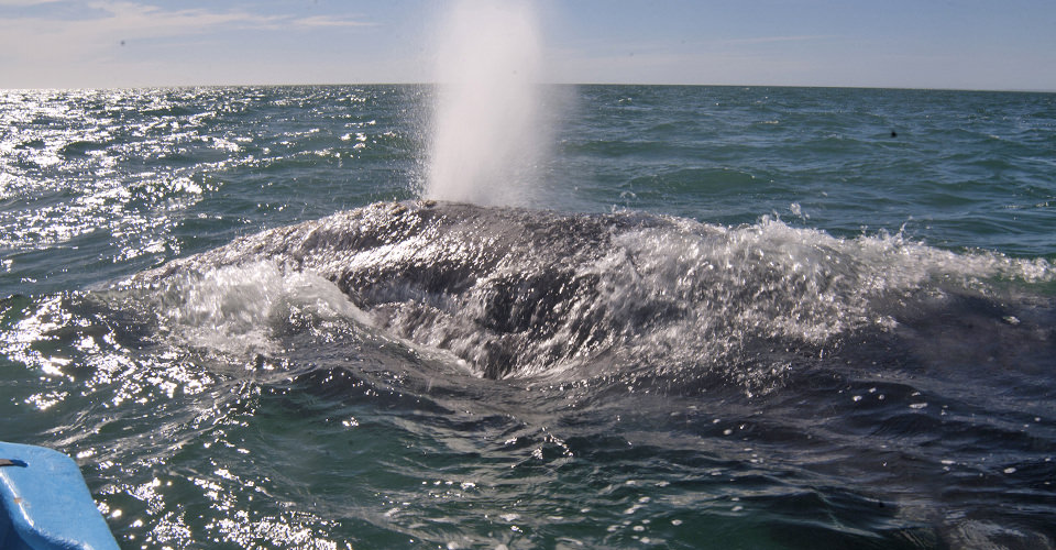 Gray Whale – Greatest Endurance Athlete in the World?