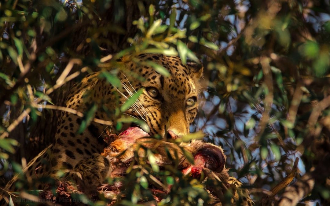 Wildlife Photo of the Week: Devouring Leopard