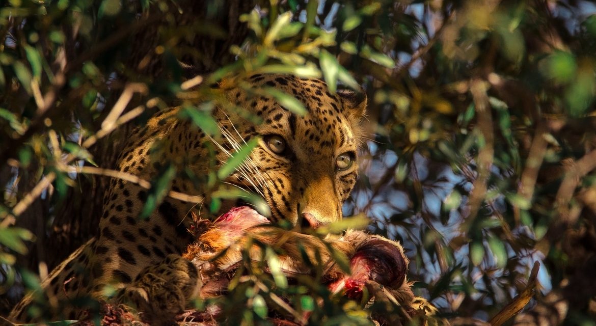 Wildlife Photo of the Week: Devouring Leopard