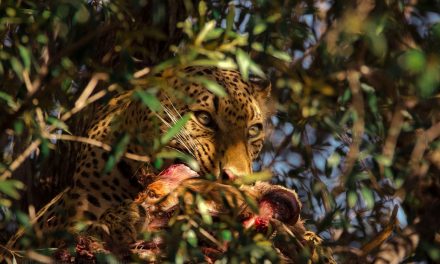 Wildlife Photo of the Week: Devouring Leopard