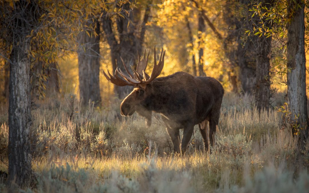 Wildlife Photo of the Week: Early Morning Moose