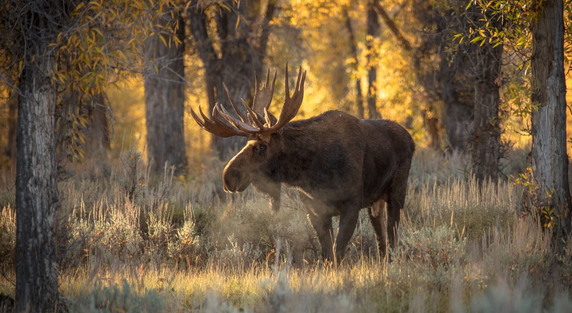 Wildlife Photo of the Week: Early Morning Moose