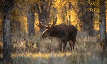 Wildlife Photo of the Week: Early Morning Moose