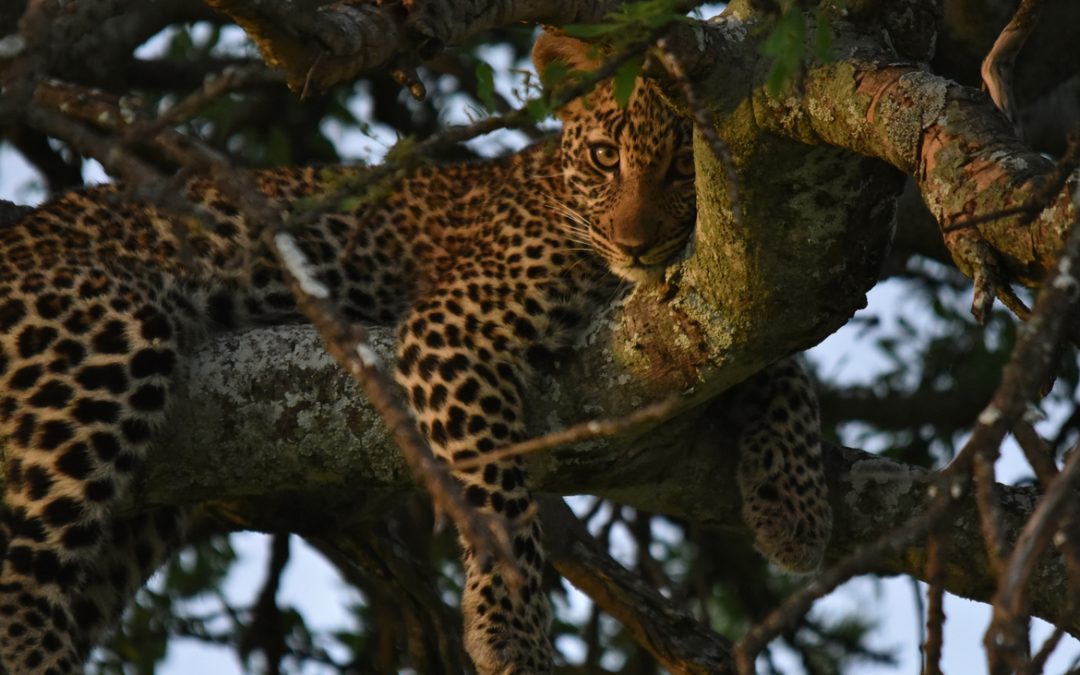 Wildlife Photo of the Week: Good Morning, Beautiful