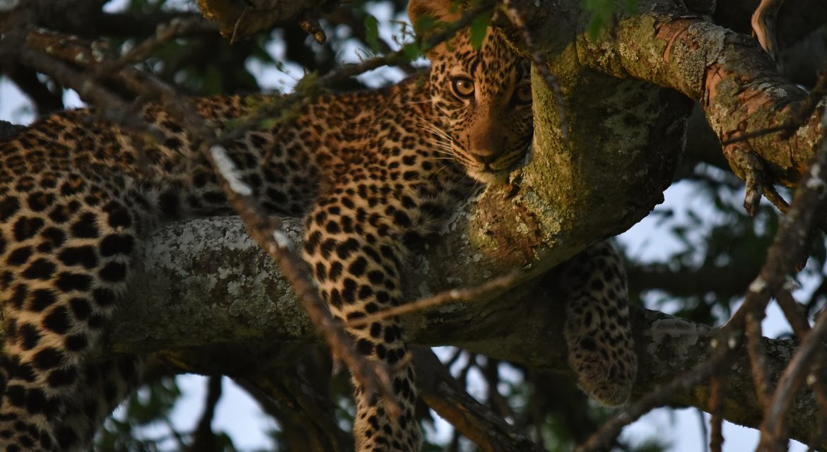 Wildlife Photo of the Week: Good Morning, Beautiful