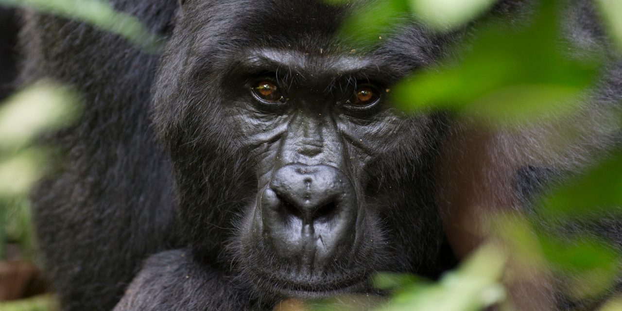 A Wild Gorilla Trek in Uganda
