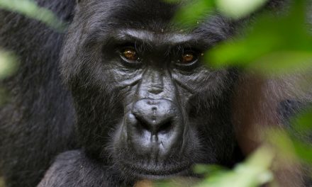 A Wild Gorilla Trek in Uganda