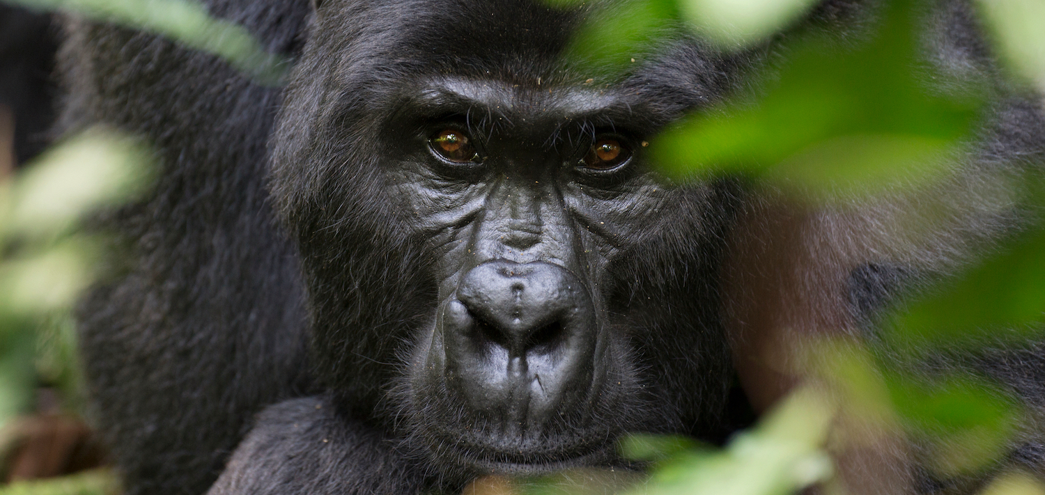 Gorilla staring at the photographer in Uganda.