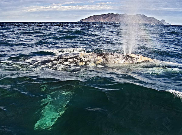 Gray Whale, Sea of Cortez