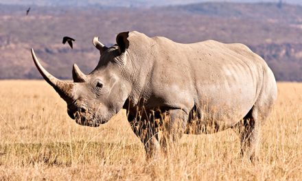 Saving Rhinos with Music in Namibia