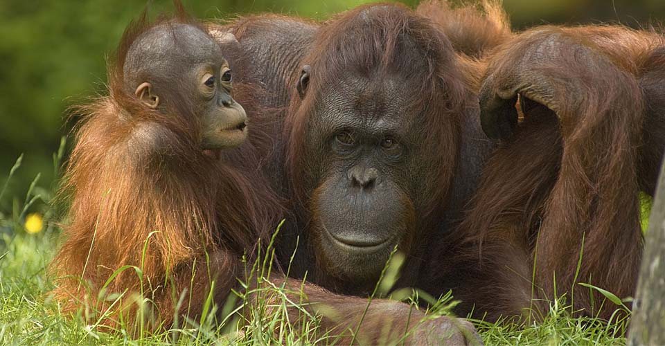 Endangered Orangutans of Borneo