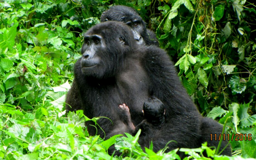 Mountain Gorilla Baby Boom in Uganda