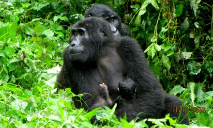 Mountain Gorilla Baby Boom in Uganda