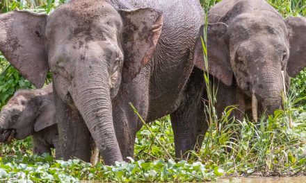 Top 5 Most Exotic, Endangered Creatures—Borneo Unleashed