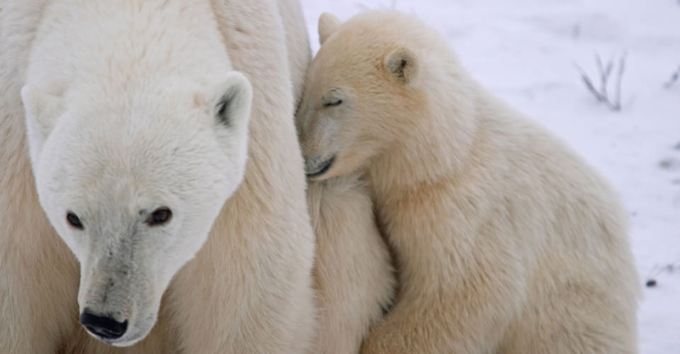Polar Bear Cubs
