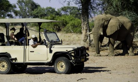 New Research: Elephant Conservation Brings Economic Value through Tourism Revenue