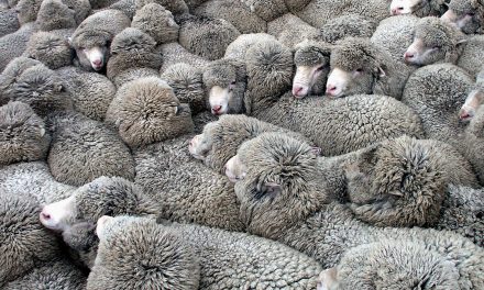 Climate Change Is Changing What We Wear and How It’s Made