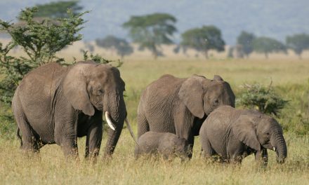 Bad Economics: Pachyderm Poaching and Refuge Reductions