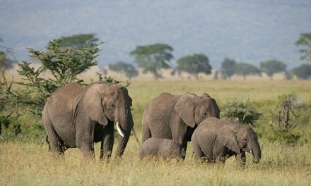 Bad Economics: Pachyderm Poaching and Refuge Reductions