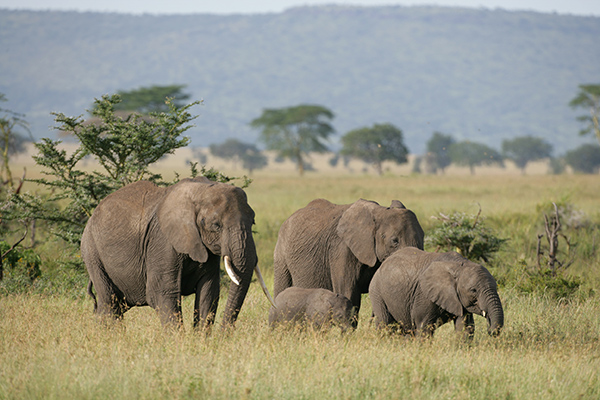 Elephants in Africa