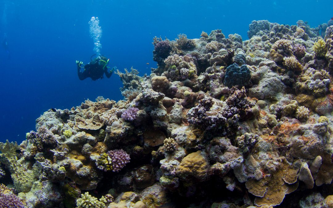 Video: Imperiled Corals of Australia’s Great Barrier Reef