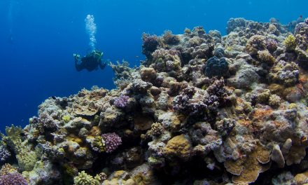 Video: Imperiled Corals of Australia’s Great Barrier Reef