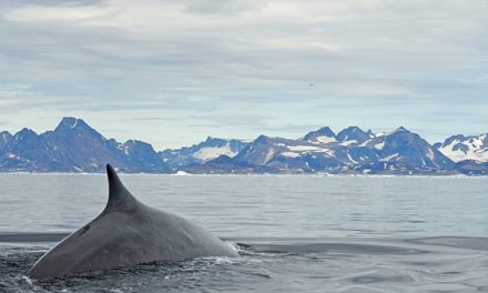 A Greenland Fish Tale | Olaf’s Corner