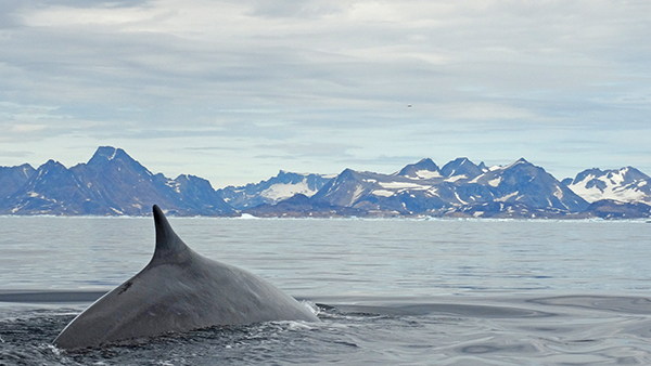Whale near Base Camp Greenland