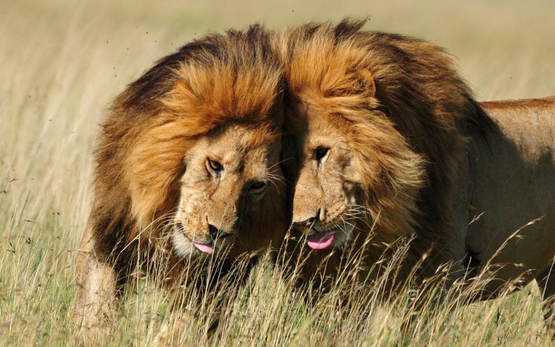 Wildlife Photo of the Week: Brotherly Love