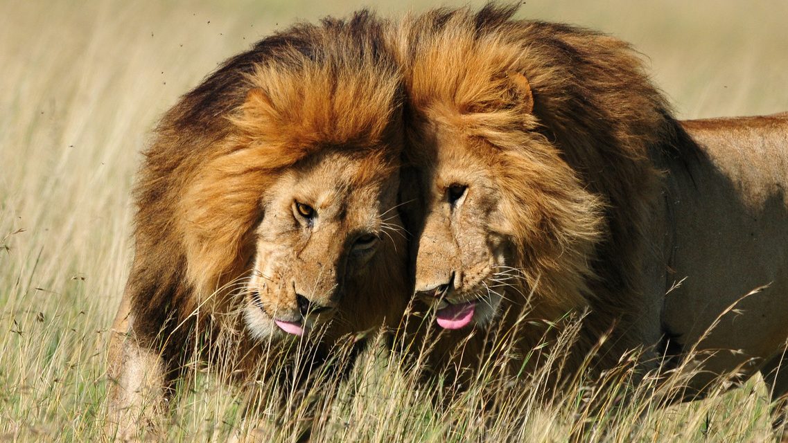 Wildlife Photo of the Week: Brotherly Love